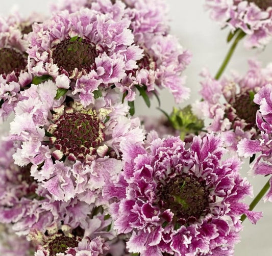Scabiosa japonica Reine 50 Seeds