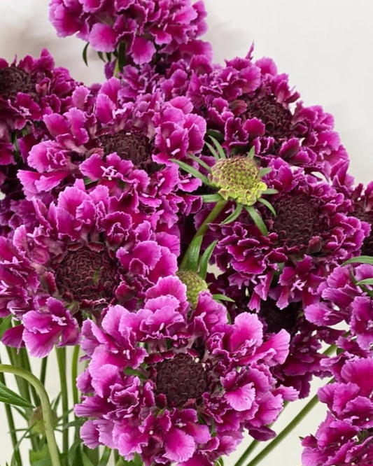 Scabiosa japonica Olympe 50 Seeds