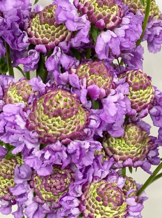 Scabiosa japonica Colette 50 Seeds