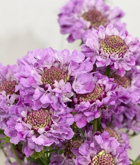 Scabiosa japonica Coralie 50 Seeds