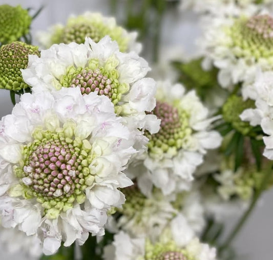 Scabiosa japonica Solène 50 Seeds