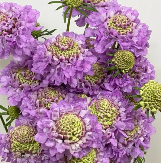 Scabiosa japonica Joëlle 50 Seeds