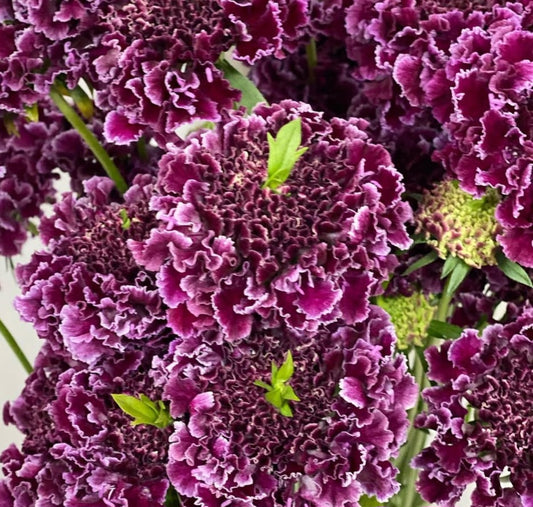 Scabiosa japonica Haydée 50 Seeds