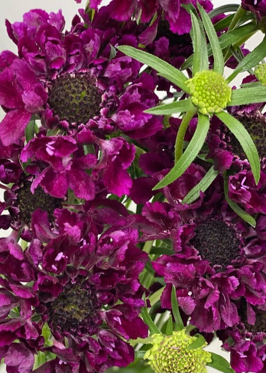 Scabiosa japonica Inès 50 Seeds