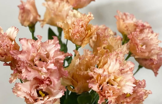 Lisianthus ( Eustoma ) Italia Series Leopoldo 6 Seeds