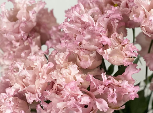 Lisianthus ( Eustoma ) Italia Series Placido 6 Seeds