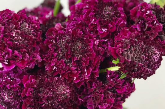 Scabiosa japonica Maëlle 50 Seeds