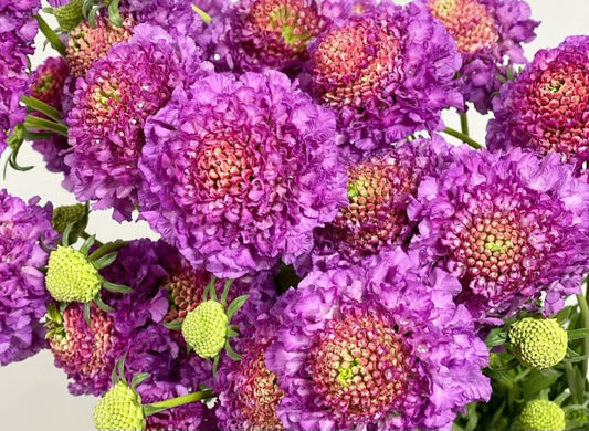 Scabiosa japonica Léontine 50 Seeds