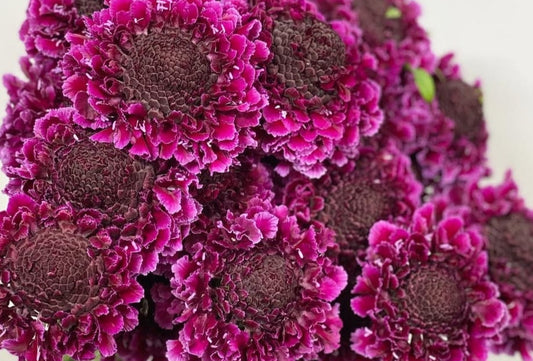 Scabiosa japonica Océane 50 Seeds