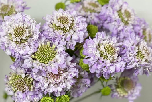 Scabiosa japonica Désirée 50 Seeds