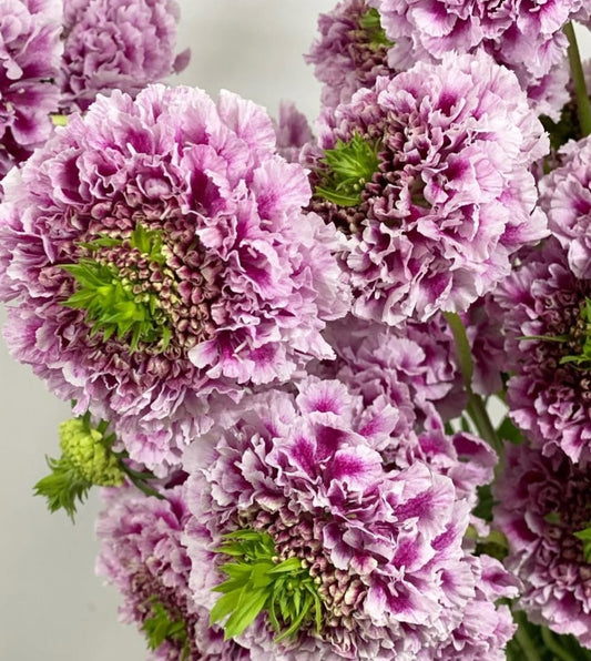 Scabiosa japonica Aurélie 50 Seeds