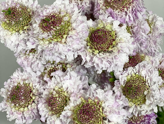 Scabiosa japonica Félicité 50 Seeds