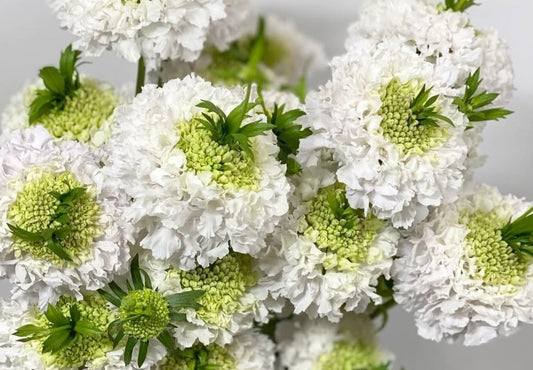 Scabiosa japonica Capucine 50 Seeds