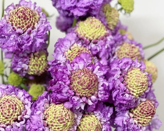 Scabiosa japonica Benoîte 50 Seeds