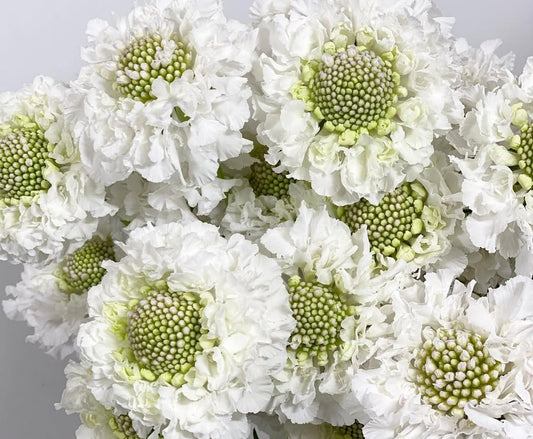 Scabiosa japonica Gaëlle 50 Seeds
