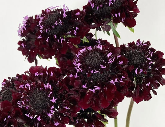 Scabiosa japonica Aliénor 50 Seeds