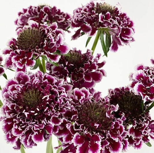 Scabiosa japonica Noémie 50 Seeds