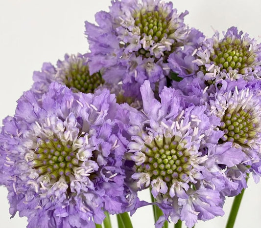 Scabiosa japonica Charlotte 50 Seeds