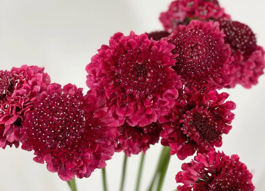 Scabiosa japonica Éléanor 50 Seeds