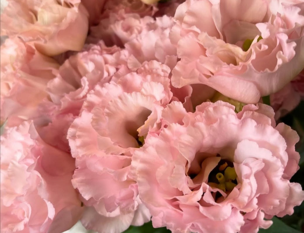 Lisianthus ( Eustoma ) Italia Series Yvonne 6 Seeds