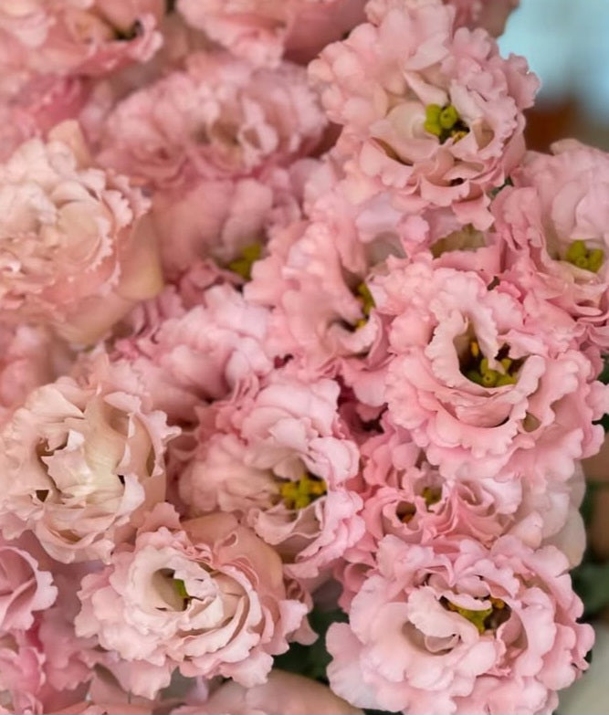 Lisianthus ( Eustoma ) Italia Series Yvonne 6 Seeds