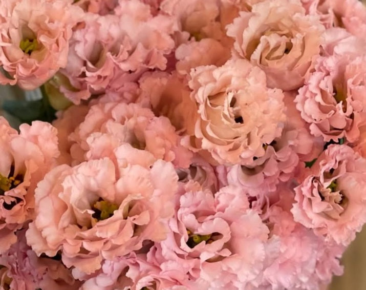 Lisianthus ( Eustoma ) Italia Series Yvonne 6 Seeds