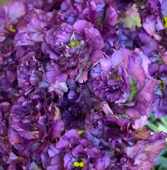 Lisianthus ( Eustoma ) Italia Series Séphora 6 Seeds