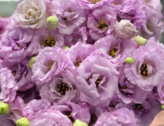 Lisianthus ( Eustoma ) Italia Series Albertine 6 Seeds