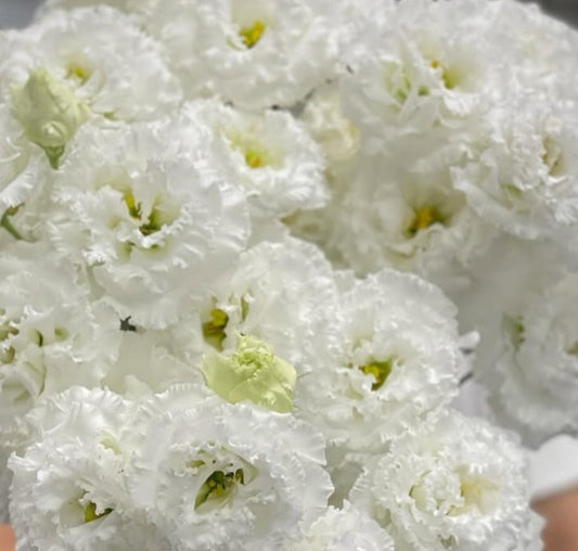 Lisianthus ( Eustoma ) Italia Series Régine 6 Seeds