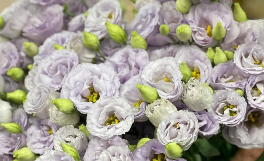 Lisianthus ( Eustoma ) Italia Series Bérénice 6 Seeds