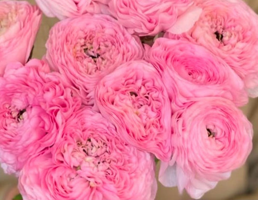 Ranunculus Japan Series Virginie 7 Bulbs