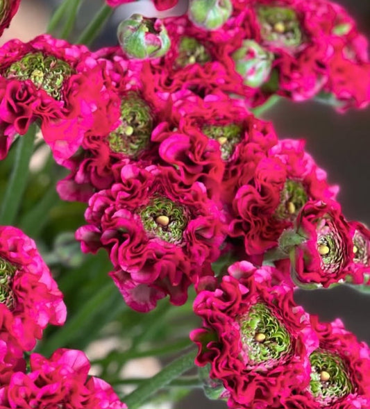 Ranunculus Japan Series Alizée 7 Bulbs