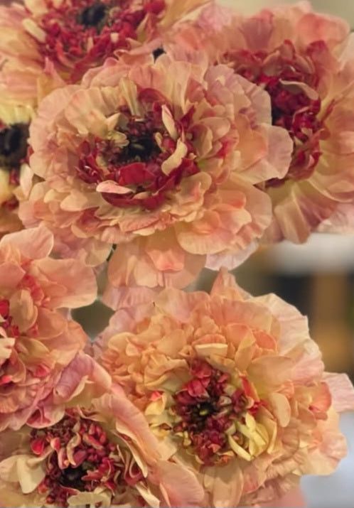 Ranunculus Japan Series Angélique 7 Bulbs
