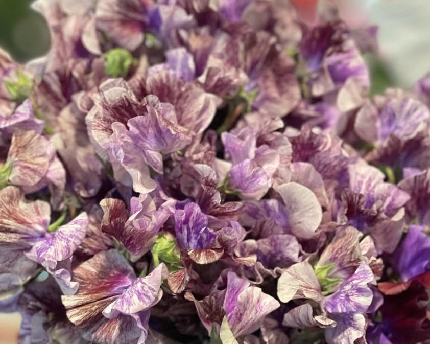 Lathyrus odoratus ( sweet pea ) Japan Series Noèle 20 Seeds
