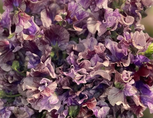 Lathyrus odoratus ( sweet pea ) Japan Series Noèle 20 Seeds
