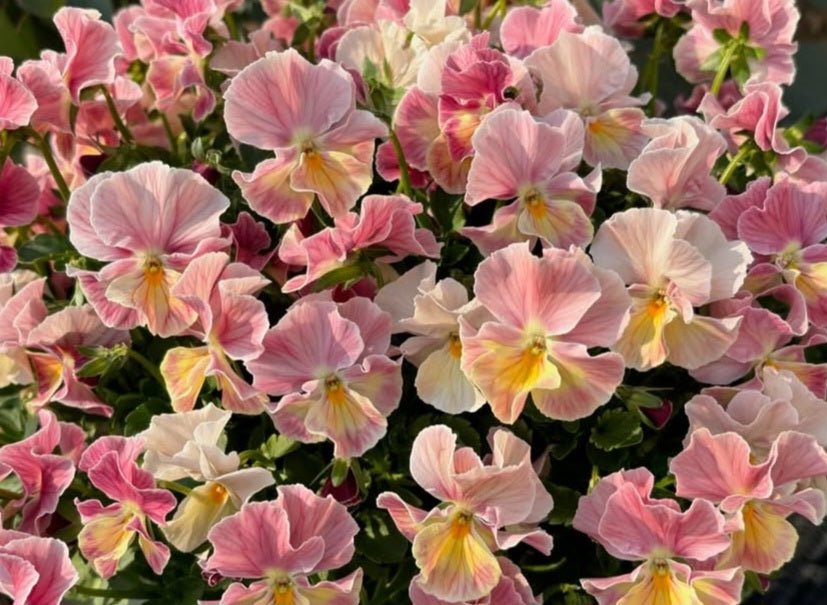 Pansy Japan Series Hannah 60 Seeds