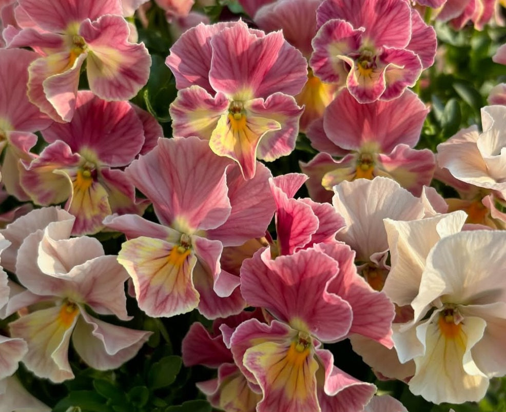 Pansy Japan Series Hannah 60 Seeds