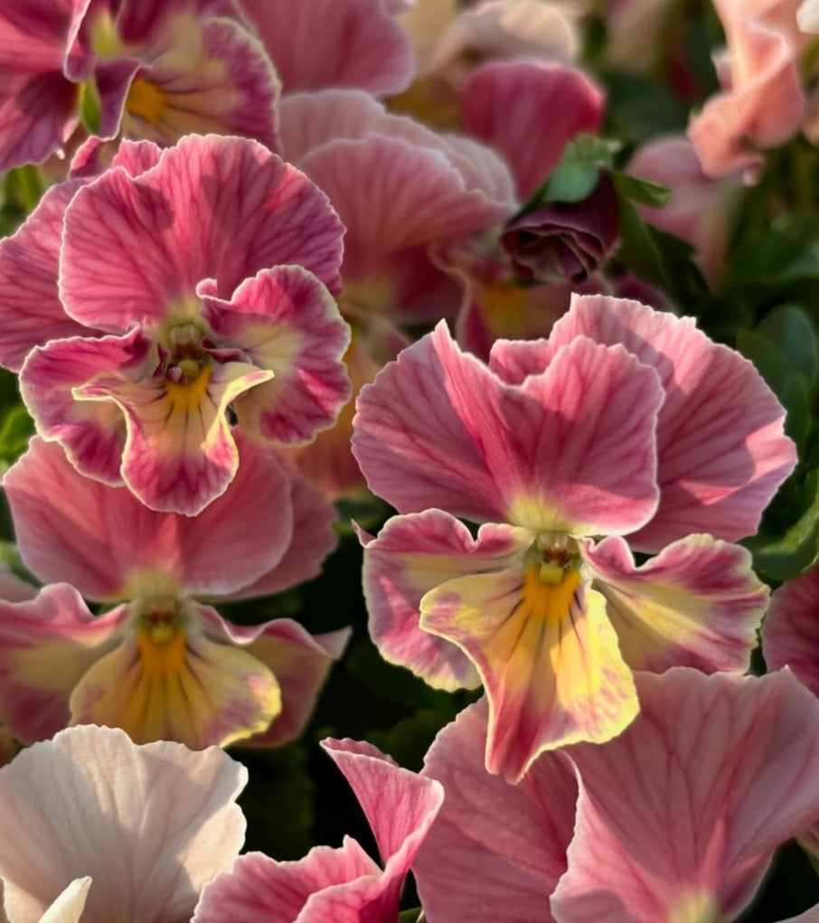 Pansy Japan Series Hannah 60 Seeds