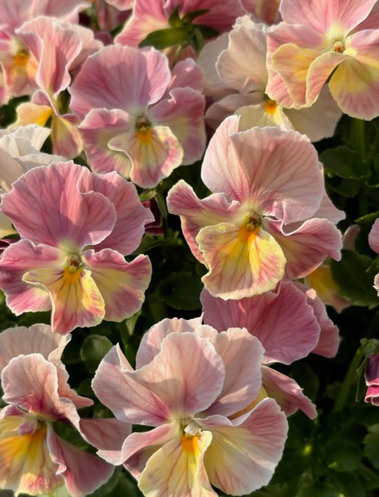 Pansy Japan Series Hannah 60 Seeds