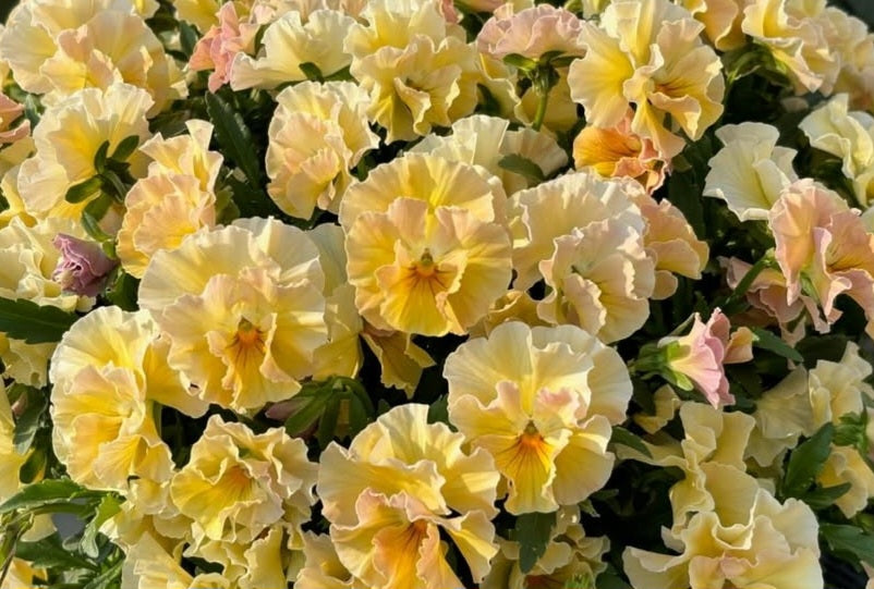 Pansy Japan Series Mia 60 Seeds