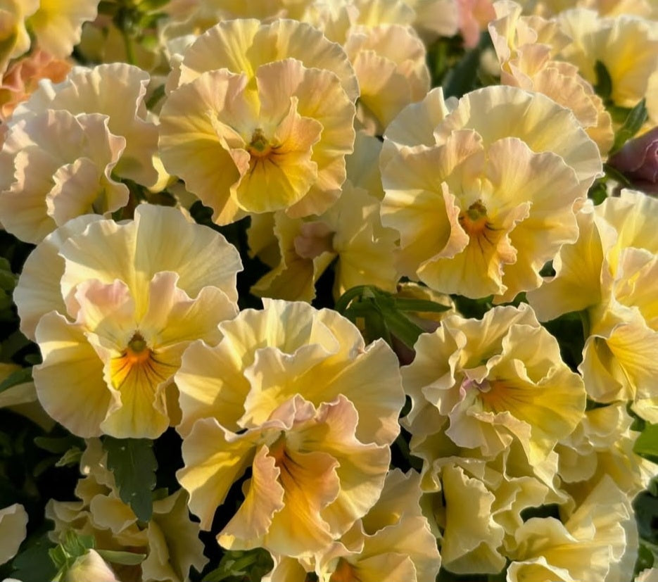 Pansy Japan Series Mia 60 Seeds