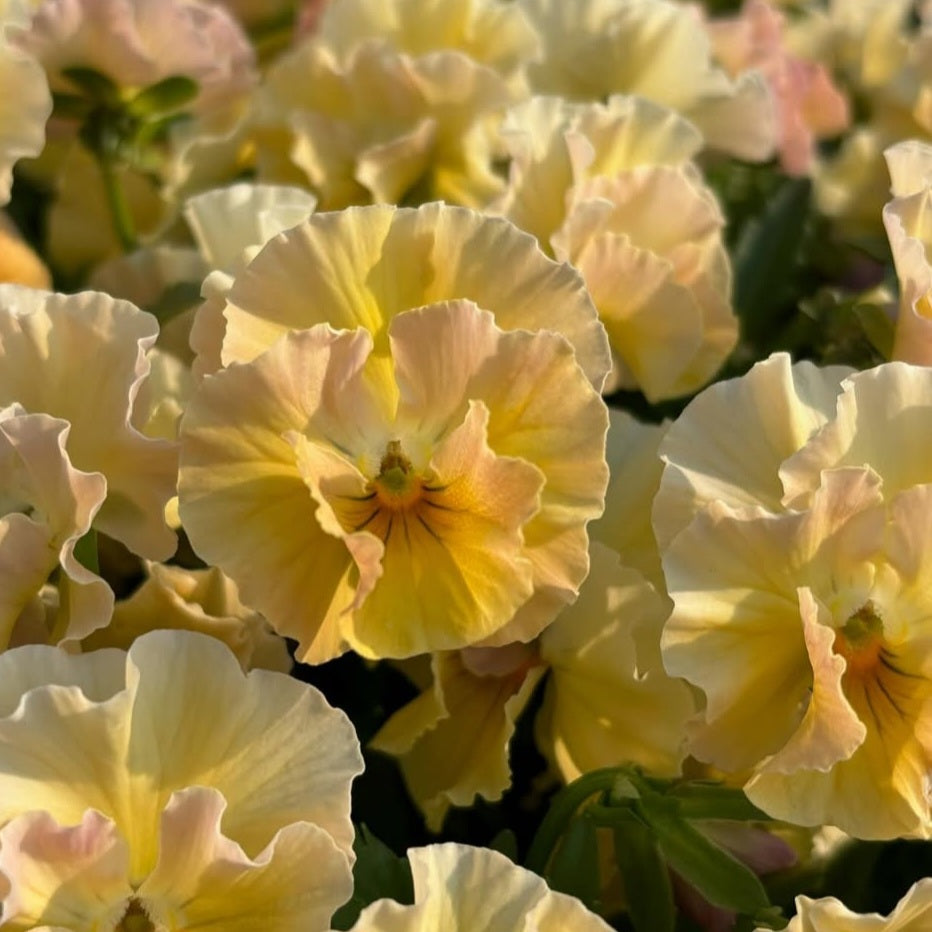 Pansy Japan Series Mia 60 Seeds