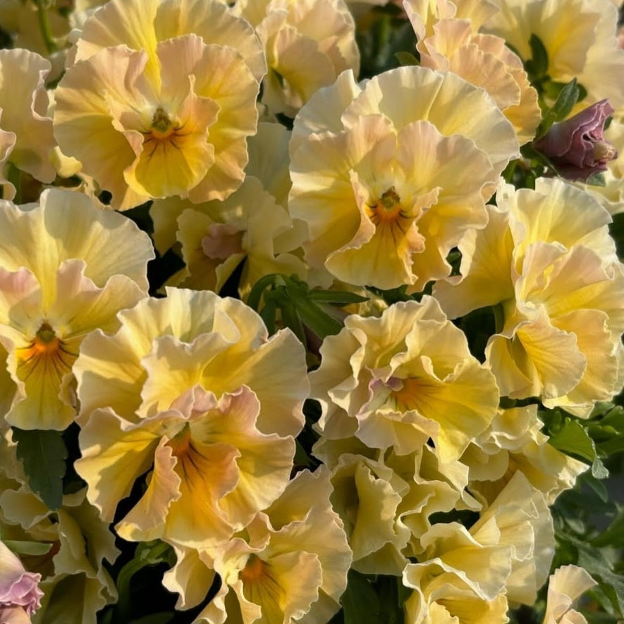 Pansy Japan Series Mia 60 Seeds