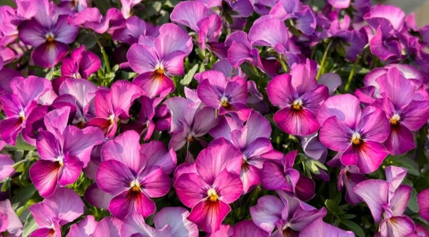 Pansy Japan Series Lisette 60 Seeds