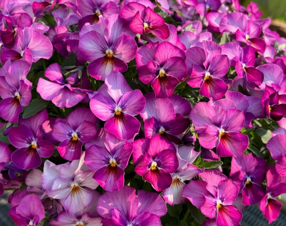 Pansy Japan Series Lisette 60 Seeds