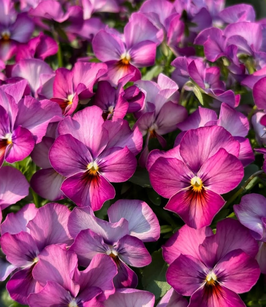 Pansy Japan Series Lisette 60 Seeds