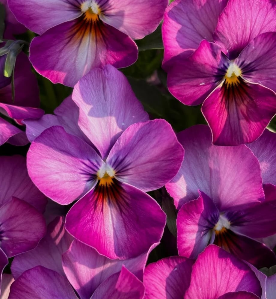 Pansy Japan Series Lisette 60 Seeds