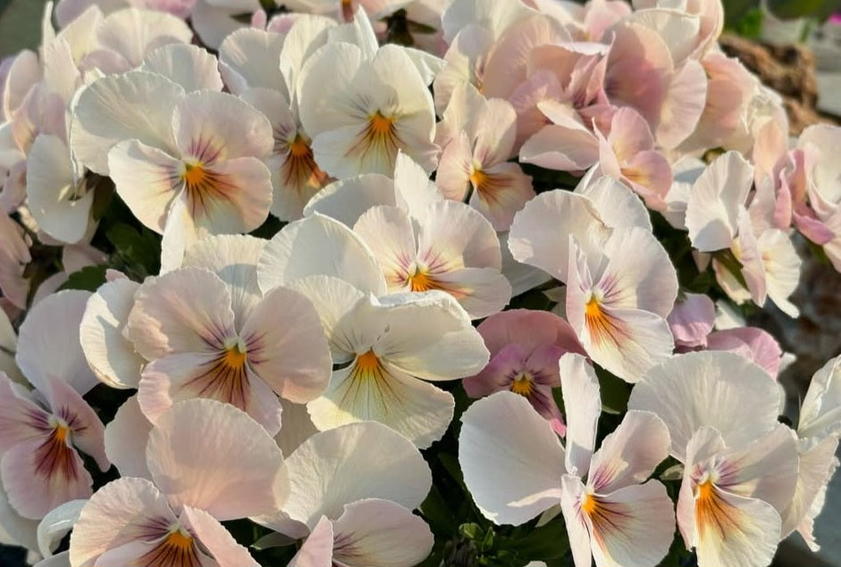 Pansy Japan Series Martine 60 Seeds
