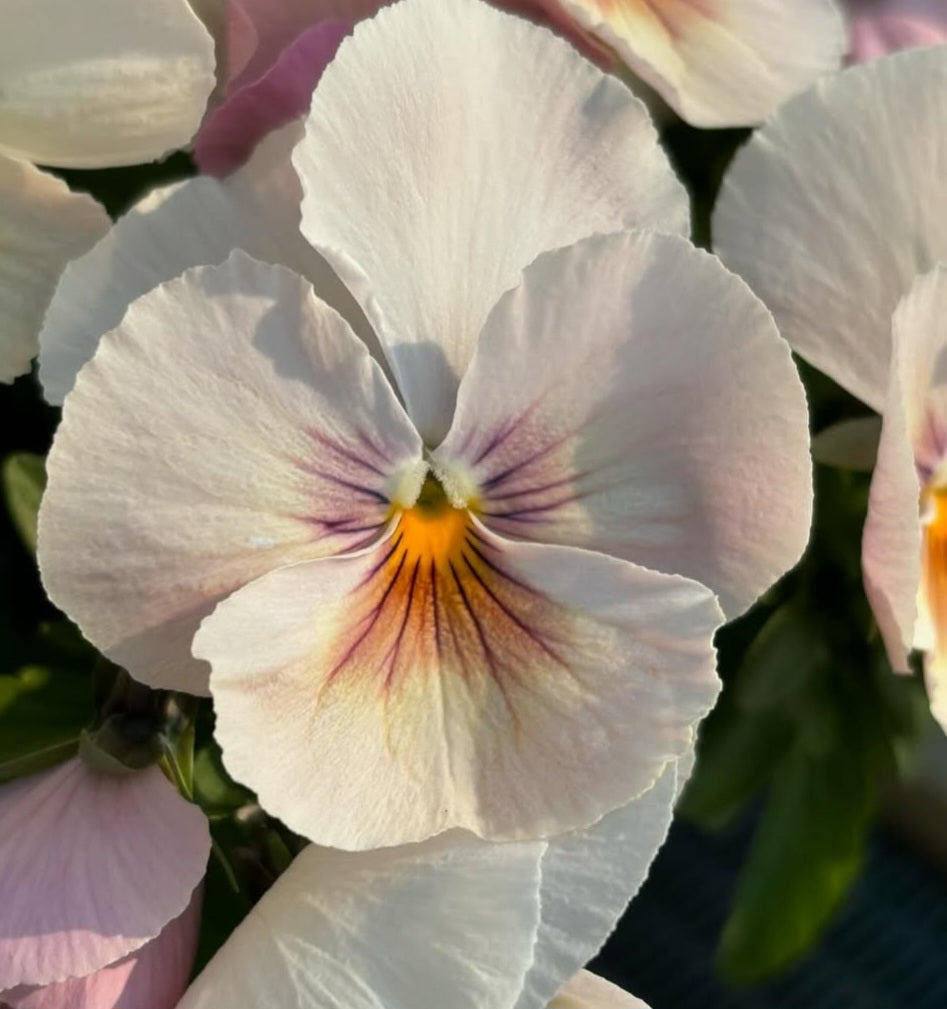 Pansy Japan Series Martine 60 Seeds