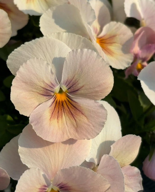 Pansy Japan Series Martine 60 Seeds